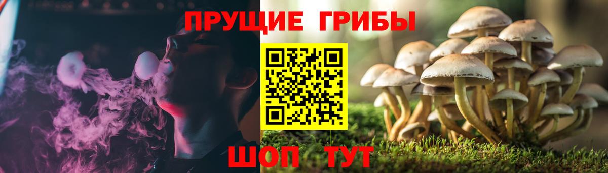 Семёнов  Галлюциногенные грибы MAGIC MUSHROOMS  закладка  Вход с VPN 